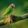 Amazonek hnedohlavy - Pyrilia haematotis - Brown-hooded Parrot o4448